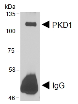 Goat Anti-PRKD1 (aa233-246) Antibody
