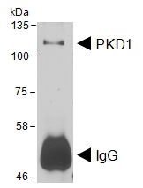 Goat Anti-PRKD1 (aa383-395) Antibody