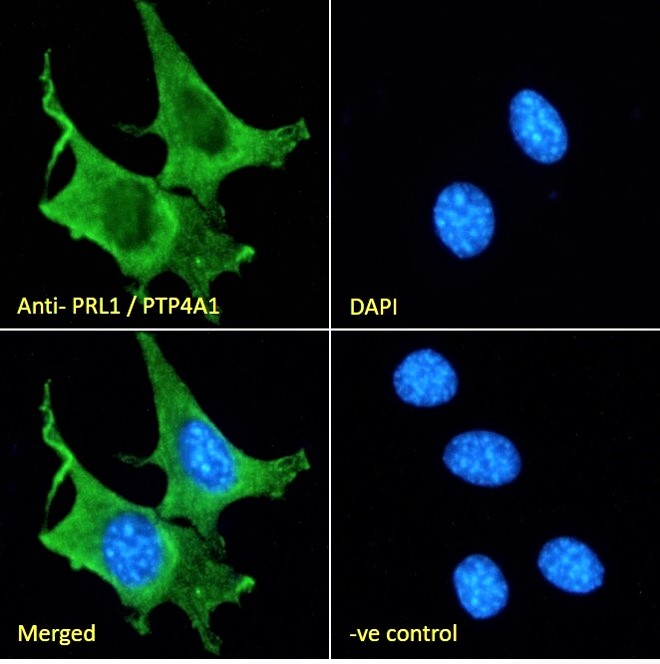 Goat Anti-PRL1 / PTP4A1 Antibody