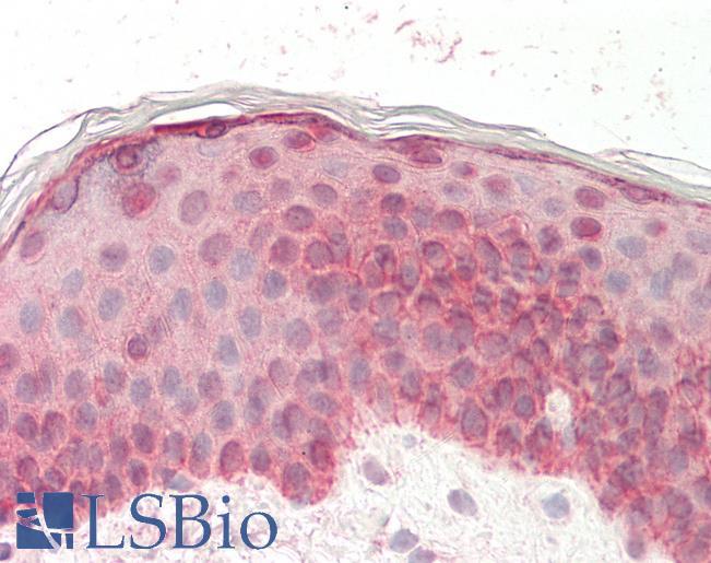 Goat Anti-Pro-EGF Antibody
