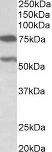 Goat Anti-PRODH (aa112-134) Antibody