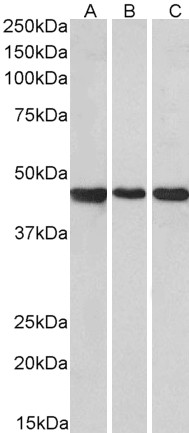 Goat Anti-PROKR2 Antibody
