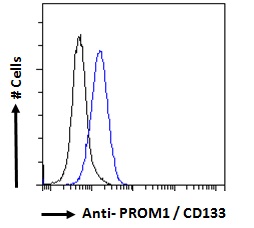 Goat Anti-PROM1 / CD133 (aa310-322) Antibody