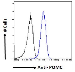 Goat Anti-Proopiomelanocortin / POMC Antibody