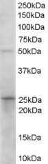 Goat Anti-Prostaglandin dehydrogenase 1 Antibody