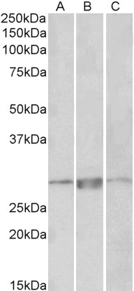 Goat Anti-PRRX1 Antibody
