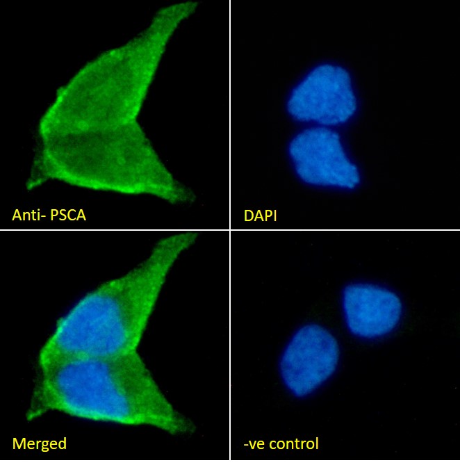 Goat Anti-PSCA (aa27-40) Antibody