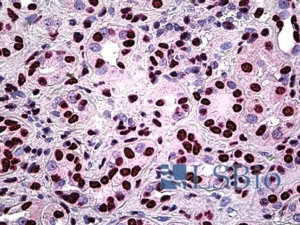 Goat Anti-PSF / SFPQ Antibody