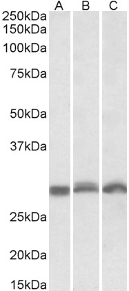 Goat Anti-PSMA4 Antibody
