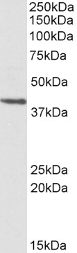 Goat Anti-PSMB7 Antibody