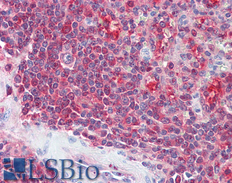 Goat Anti-PSME2 Antibody