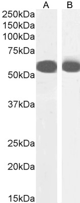 Goat Anti-PTBP2 Antibody