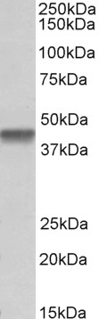Goat Anti-PTCD2 Antibody
