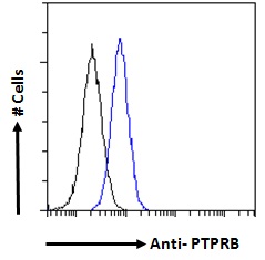 Goat Anti-PTPRB Antibody