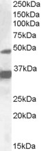 Goat Anti-PXR / NR1I2 Antibody