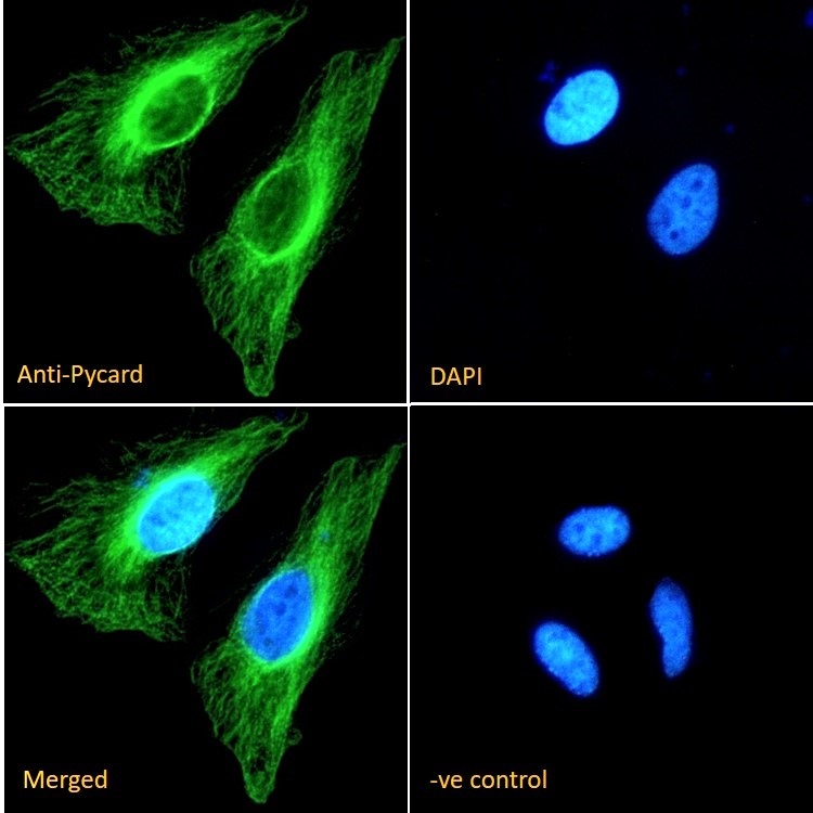 Goat Anti-Pycard (rodent) Antibody