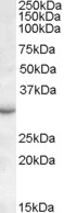 Goat Anti-RAB23 Antibody