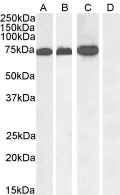 Goat Anti-RACGAP1 / MgcRacGAP Antibody