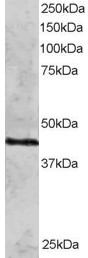 Goat Anti-RAD51C Antibody
