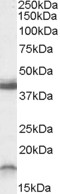 Goat Anti-Ramp1 (C-Term., mouse) Antibody