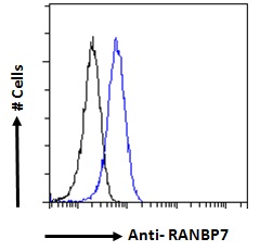 Goat Anti-RANBP7 / Importin 7 Antibody