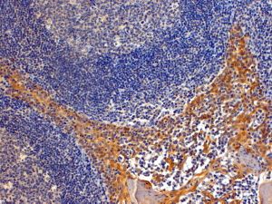 Goat Anti-RANBP8 / IPO8 Antibody