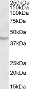 Goat Anti-RASSF1 Antibody