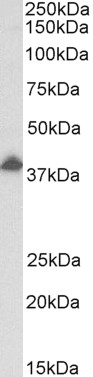 Goat Anti-RASSF1 Antibody