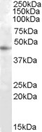 Goat Anti-RASSF6 Antibody