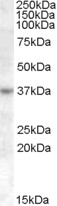 Goat Anti-RASSF7 / HRAS1 Antibody