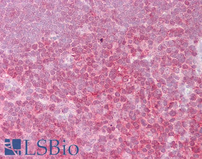 Goat Anti-REL Antibody