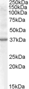 Goat Anti-Renalase (aa 134 to 147) Antibody