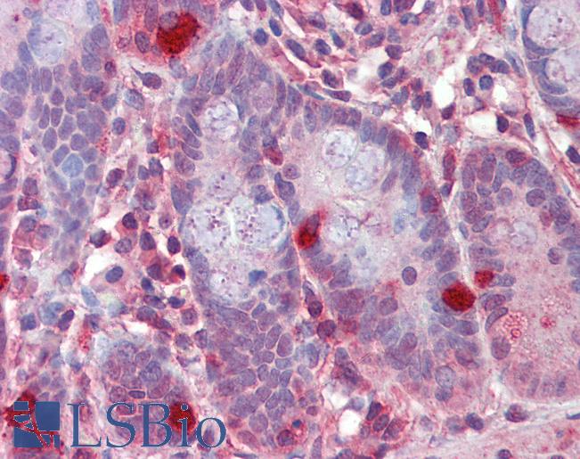 Goat Anti-RGS1 / 1R20 Antibody