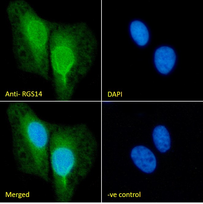 Goat Anti-RGS14 Antibody