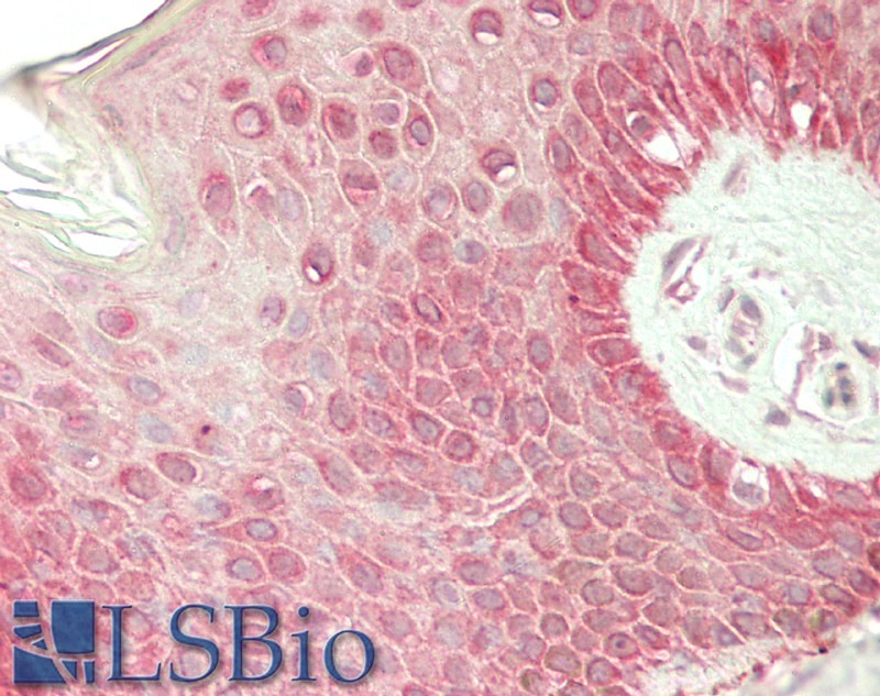 Goat Anti-Rhcg (mouse) Antibody