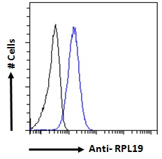 Goat Anti-Ribosomal Protein L19 / RPL19 Antibody