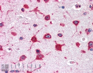 Goat Anti-ribosomal protein L8 Antibody