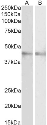 Goat Anti-RNF13 / RZF Antibody