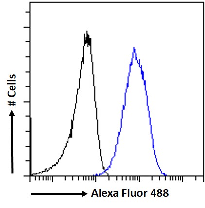Goat Anti-RNF13 / RZF (isoform 1 and 3) Antibody