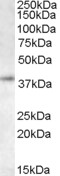 Goat Anti-RNF2 / dinG Antibody