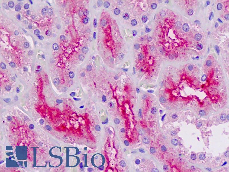 Goat Anti-RNF7 Antibody