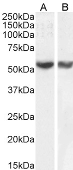 Goat Anti-RNF8 Antibody