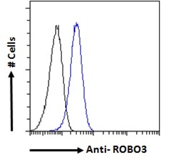 Goat Anti-ROBO3 (internal) Antibody