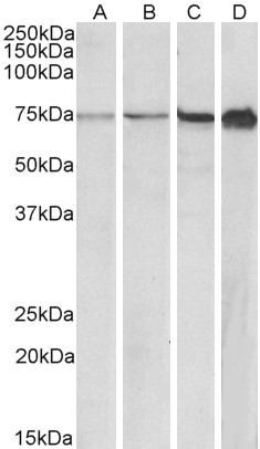 Goat Anti-RPA1 / RPA70 (aa323-337) Antibody