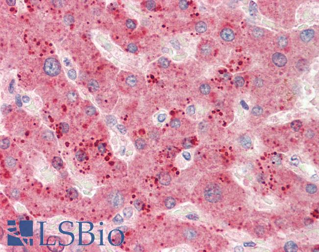 Goat Anti-RPL23 Antibody