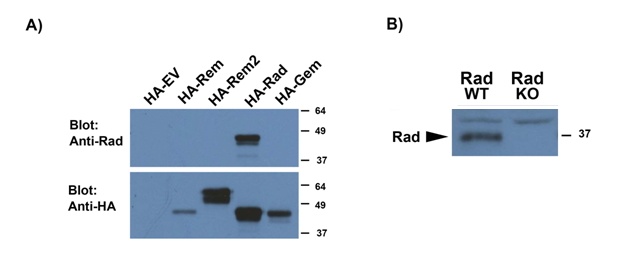 Goat Anti-RRAD (aa36-48) Antibody