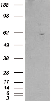 Goat Anti-RXR beta Antibody