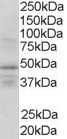 Goat Anti-RXR gamma Antibody