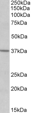Goat Anti-S1PR2 Antibody