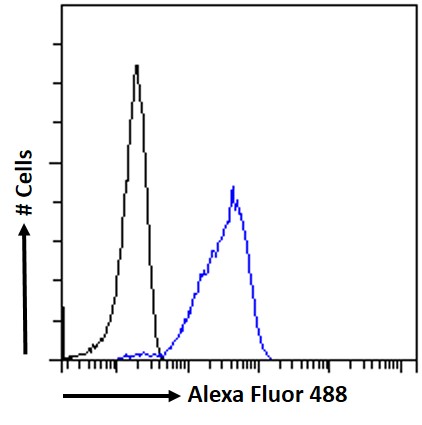 Goat Anti-SAE1 / AOS1 Antibody